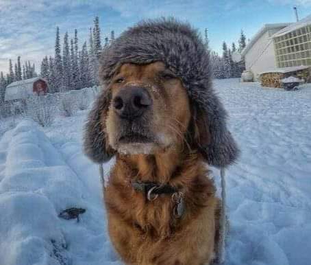 Приют для животных Сумы
